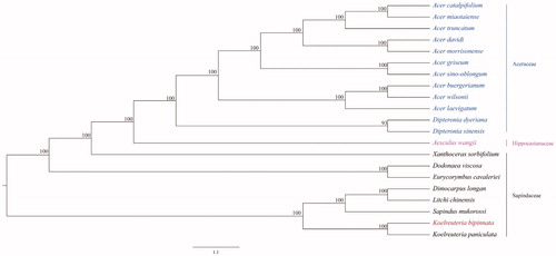 Figure 1. Phylogenetic tree constructed using ML method based on the complete chloroplast genome sequences of K. bipinnata and other 20 species. The bootstrap support values were shown at the branches. The accession numbers are the following: Acer amplum, NC_041080; Acer buergerianum, KF753631; Acer davidii, KU977442; Acer griseum, NC_034346; Acer laevigatum, NC_042443; Acer miaotaiense, KX098452; Acer morrisonense, KT970611; Acer sino-oblongum, NC_040106; Acer truncatum, NC_037211; Acer wilsonii, NC_040988; Aesculus wangii, NC_035955; Dimocarpus longan, NC_037447; Dipteronia dyeriana, KT985457; Dipteronia sinensis, KT878501; Koelreuteria paniculata, NC_037176.1; Sapindus mukorossi, KM454982; Xanthoceras sorbifolium, NC_037448; Dodonaea viscosa, NC_036099.1; Eurycorymbus cavaleriei, NC_037443; Litchi chinensis, NC_035238.