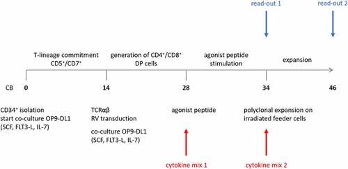 Figure 1. Culture protocol to obtain phenotypically and functionally mature T cells from CD34+ HSPC. Numbers in bold indicate time (in days) of in vitro culture. Red arrows (bottom) indicate points of addition of different cytokine mixes, i.e. cytokine mix 1 during agonist selection and cytokine mix 2 during polyclonal feeder expansion. Blue arrows (top) indicate read-out timepoints, i.e. after agonist selection (read-out 1) and after polyclonal feeder expansion (read-out 2). Abbreviations: CB, cord blood; SCF, stem cell factor; FLT3-L, FMS-like tyrosine kinase 3 ligand; IL-7, interleukin-7; DP, double positive; RV, retroviral