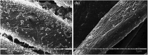 Figure 5. SEM images, (a) cotton fabric without Aloe vera showing S. aureus bacterial colony on the fiber surface (b) cotton fabric treated with Aloe vera showing prevention of S. aureus bacterial colony on the fiber surface (Mondal et al. Citation2021).