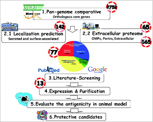 Figure 2. Schematic summarizing the flow chart of Reverse Vaccinology used in this study. 1.Comparison of genomic sequences to obtain the orthologous core genes by the in silico web-based tools (MBGD). 2. 2.1 PSORTb 3.0 to predict the cellular localization of each protein. 2.2 Outer membrane and extracellular proteins identification by proteomics analyses/references. 3. Blasting of protein sequences and literature-review to determine if the proteins have ever been used as immunogens. 4. Expression and purification of the consensus sequence of candidate immunogens. 5. Utilization of the mouse pneumonia model to assess vaccine immunogenicity and protective ability against A. baumannii infection. 6. Development of a broadly protective A. baumannii vaccine formulation.