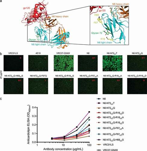 Figure 6. Design of light chain glycan-removed N6 variant. (a) To reduce heightened polyreactivity from removal of light chain glycan 72, mutations were designed to replace aromatic or positively charged residues (shown in yellow) proximal to light chain residue 72 (shown in green). (b) HEp-2 cell staining (antibody concentration: 25 µg/ml) for N6 variants. N6-N72LCQ-R18LCD has similar reactivity as N6 wild type. VRC01LS, 4E10, and VRC07-G54W were used as controls and were assigned to a value between 0 to 3. (c) Anticardiolipin ELISA for N6 variants. N6-N72LCQ-R18LCD showed reduced reactivity as compared to other variants. VRC01LS and VRC07-G54W were used as positive and negative controls, respectively