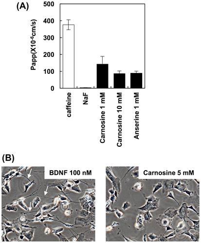 Figure 1. BBB permeability of IDP and activation of neuronal cells by carnosine. (A) BBB permeability of IDP. BBB permeability of IDP was assessed using a BBB kit and estimated by the resulting permeability coefficient (Papp). (B) Activation of SH-SY5Y cells by carnosine. Carnosine was added to SH-SY5Y cells, and neurite (arrow) growth was observed by fluorescence microscopy (BZ-X700, Keyence, Osaka, Japan).