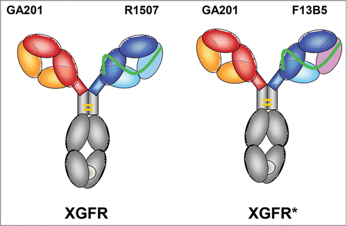 Figure 1. Design of XGFR and XGFR* bispecific antibodies. Schematic diagram of the IGF-1R/EGFR bispecific antibodies XGFR and XGFR*. The bispecific antibodies consist of a human IgG1 heavy and light chain with specificity for EGFR based on the parental antibody GA201 (red and yellow) and a single chain Fab with specificity for IGF-1R derived from the antibody R1507 (blue and light blue) for XGFR and an affinity-matured R1507 (F13B5) for XGFR* (blue and pink). The R1507 or F13B5 light chains were fused by a 32 amino acid (G4S)6GG linker (green) to the N-terminus of the R1507 VH domain. Dimerization of the 2 different heavy chains in the XGFR antibody was facilitated by the knob-into-hole mutations (light gray) in the CH3 domain and an additional disulfide bond.