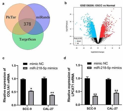 Figure 6. MiR-218-5p inhibited COL1A1 and LPCAT1 in OSCC cells. (a) The poteintial targeted mRNAs of miR-218-5p were predicted by PicTar, miRanda and TargetScan online databases. (b) Volcano plot showing the DEGs identified from GSE138206. X axis represents log transformed P value, and Y axis indicates the mean expression differences of genes between OSCC samples and normal samples. (c) qRT-PCR was used to measure the expression of COL1A1 after miR-218-5p overexpression in OSCC-9 cells. (d) qRT-PCR was used to measure the expression of LPCAT1 after miR-218-5p overexpression in OSCC cells. *P < 0.05, **P < 0.01, ***P < 0.001