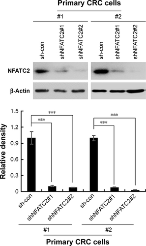 Figure S2 Characterization of NFATC2-knockdown primary CRC cells.