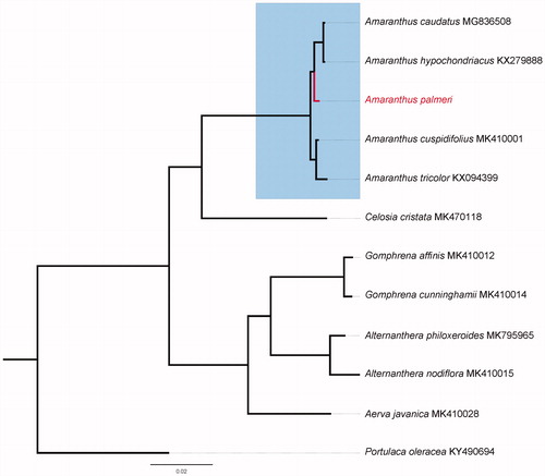 Figure 1. Phylogeny of 12 selected accessions of Amarathaceae based on complete chloroplast genomes (accession numbers were listed behind each taxon. Statistical support values were showed on nodes. “*” indicates a 100% bootstrap value).