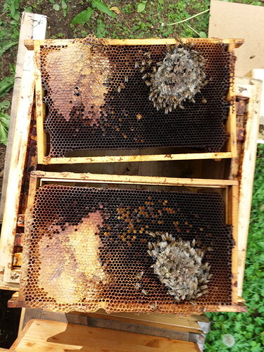 Figure 1. A lost honey bee colony after winter 2016/17 showing sealed honey stores, beebread and remains of a small winter cluster of bees (all dead). Photo: Robert Brodschneider.