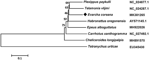 Figure 1. The neighbor-joining phylogenetic tree of Evarcha coreana and other spider in Salticidae. Tetranychus urticae was used as an outgroup. GenBank accession numbers of each species were listed in the tree.