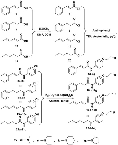 Scheme 1. Synthesis pathway of cinnamic acid, phenylpropionic acid, sorbic acid and hexanoic acid derivatives.