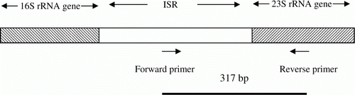 Figure 1.  Schematic representation of the positions of the primers.