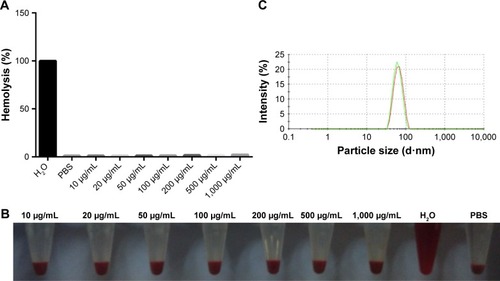 Figure 5 The interactions between the tri-block polymer micelles and the blood cells. (A) The hemolysis rate of the rat blood cells after incubating in the micelle solutions with different micelle concentrations for 1 day. (B) Images of the hemolysis test. (C) Particle size of the original tri-block polymer micelles (red) and that of the supernatant of the hemolysis sample (green).Abbreviation: PBS, phosphate-buffered saline.