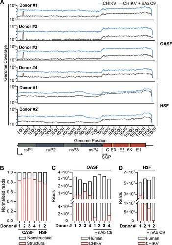 Figure 3. The CHIKV genome replicates to a high degree with a bias towards the structural subgenome. (A) NGS reads attributed to each individual position in the CHIKV genome plotted for synovial fibroblasts infected with CHIKV in the presence or absence of neutralizing antibody (nAb). SGP: subgenomic promotor. (B) Normalized amount of reads attributed to the structural and nonstructural part of the CHIKV genome in CHIKV-infected OASF and HSF. (C) Number of NGS reads attributed to the human or CHIKV reference genome in CHIKV or neutralizing antibody-treated CHIKV infected OASF or (D) HSF (n = 4).