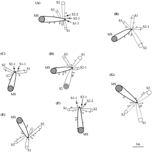 Figure 8. Growth behavior of MS and derivative suckers in a part of experimental section at about nine years after transplantation. Circles denote the positions of MS and derivative suckers which expanded leaves. The circle size denotes the stem or trunk diameter. Gray circles denote MS and derivative suckers from the trunk formation stage to the trunk elongation stage. A star denotes the reference point (OM). The thick line ( – ) and the fine line (―), respectively, show the creeping parts of MS and derivative suckers.