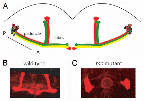 Figure 1 Axon guidance defects in Drosophila tao mutants. (A) The neurons of the mushroom bodies send axon projections from cell bodies in the posterior of the brain. Mushroom body axons form a fasciculated bundle (the peduncle), which branches into three sets of lobes in the anterior of the brain. (B) Mushroom body lobes, visualized with an antibody to Fasciclin II in a wild-type brain and (C) in the brain of a tao mutant fly. In the tao mutant, mushroom body axons fail to follow their proscribed paths to the anterior regions of the brain, instead massing near the cell bodies in the posterior.