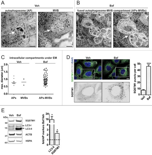 Figure 4. Fused MVB-autophagosome compartment under ALP inhibition. H4 cells were treated with Veh or 20 nM Baf. (A) White arrows indicate an autophagosome (AP) (left) and a MVB (right), which are clearly distinguished under basal conditions (Veh). For an impression of the whole cytoplasm see Fig. S6A. Bar: 500 nm. (B) Baf leads to a widespread, fused AP-MVB compartment throughout the cytoplasm (also see Fig. S6A). The individual vesicles show characteristics of both APs and MVBs, because both cytoplasm and smaller vesicles resembling MVB intralumenal vesicles are present. Additionally, these structures are fused to one another. The enlarged frame on the right shows an example. Bar: 500 nm. (C) The size of the different intracellular structures is depicted. Under Veh, 11 autophagosomes (4 individual cells) and 2 MVBs were measured (2 individual cells, their definition was only possible at high magnification). Under Baf, 58 fused AP-MVB structures were measured (5 individual cells). (D) ICC analysis of the autophagy receptor protein SQSTM1, which accumulated in a punctate pattern under Baf. The number of SQSTM1 puncta per cell, analyzed by ImageJ, was increased (****p<0.0001, Veh N = 58 and Baf N = 55 individual cells were measured). Bar: 10 µm. (E) ALP flux was also analyzed by WB, for levels of SQSTM1 and autophagosome membrane marker LC3-II. The level of these markers was increased (*p = 0.026, N = 6), indicating that 20 nM Baf inhibited ALP flux.