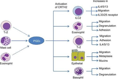 Figure 1 Effects of PGD2–CRTH2 signaling in asthma.