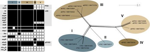 Fig. 1 Virulence gene repertoire (left) and single-nucleotide polymorphism variation network (right), inferred from next-generation sequencing of Swedish cattle isolates of E. coli O103:H2. Black squares indicate present genes, white absent. For efa1, a ‘T’ indicates the presence of a truncated gene.