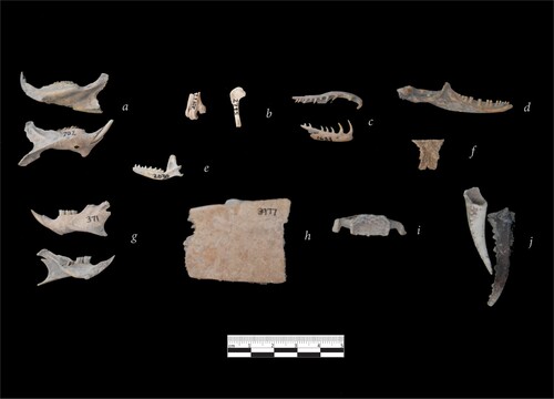Figure 3. Assortment of faunal remains recovered from El Flaco: (a) Isolobodon portoricensis mandibles; (b) Aves: left – Hispaniolan woocock (Scolopax brachycarpus) tarsometatarsus; right – white-winged warbler (Xenoligea montana) humerus; (c) Hispaniolan boa (Chilabothrus striatus) maxilla and dentary; (d) anguid/galliwasp (Celestus sp.) dentary/mandible; (e) Nesophontes paramicrus mandible; (f) Dominican giant anole (Anolis baleatus) frontal; (g) Brotomys sp. mandibles; (h) Hispaniolan slider (Trachemys s. vicina) carapace fragment; (h) parrotfish (Scarinae) lower pharyngeal grinder; (j) land crab (Gecarcinidae) chelipeds. (photo G. Shev).