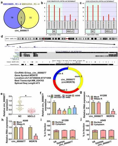 Figure 1. The expression and characteristics of circ_0006677 in NSCLC. (a) Venn diagram showing the overlap of downregulated differentially expressed circRNA in the GSE158695 and GSE112214 datasets with a fold change of more than 4. (b and c) Relative expression of circ_0006677 in the GSE158695 and GSE112214 datasets. (d) Schematic illustration of circ_0006677. (e and f) RT-qPCR analysis of circ_0006677 expression in NSCLC samples and cell lines. (g and h) RT-qPCR analysis of the levels of circ_0006677 and WDR78 mRNA in total RNA with or without RNase R incubation. (i and j) The subcellular localization of circ_0006677 in NSCLC cells. *P < 0.05.