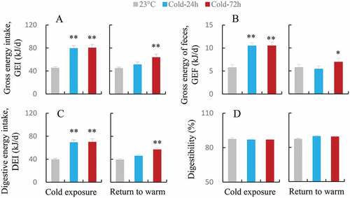 Figure 2. Gross energy intake (GEI, a), gross energy of feces (GEF, b), digestive energy intake (DEI, c) and digestibility (d) in striped hamsters subjected to repeated cold (5°C) and warm (23°C) temperature cycles. 23oC, animals maintained at room temperature (23°C) throughout the experiment. Cold-24 h and Cold-72 h, animals exposed to 6 cold and warm temperature cycles (24 h at 5°C followed by 6 days at 23°C, and 72 h at 5°C followed by 4 days at 23°C) from the 2nd to 7th week of the experiment. Data are means ± s.e.m.; *P < 0.05, **P < 0.01.