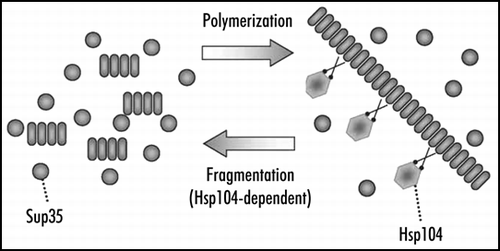 Figure 3 Replication of yeast Sup35 prion polymers. Polymers grow by joining Sup35 monomers and multiply by fragmentation with the Hsp104 chaperone.