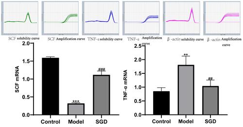 Figure 9 (A and B) the results of SCF and TNF-α mRNA in the SO tissue of rabbits in each group. The control group vs the model group, **P ≤ 0.01, ***P ≤ 0.001. The SGD group vs the model group ##P ≤ 0.01, ###P = 0.001 or less.