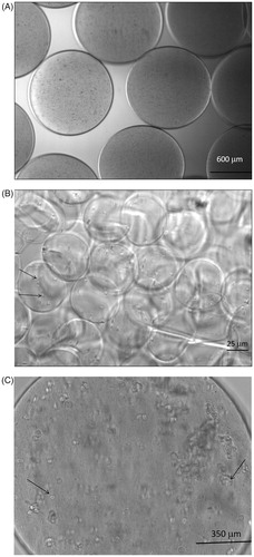 Figure 2. Immobilized E. coli DH5α (pKAU17). (A) Atomized macrocapsules (MA) with an average size of 1370 μm ± 60 μm. (B) Inkjet-printed microcapsules (MI) with an average size of 52 μm ± 2.7 μm. (C) Double encapsulated capsules (DDMI) with an average size of 1558 μm ± 125 μm. Arrows indicate sample bacterium location.