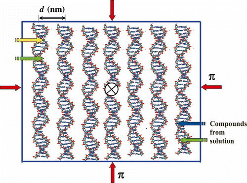 Figure 2. The scheme of ordering ds DNA molecules in a quasinematic layer. π-osmotic pressure of the solution is shown by red arrows. Due to the ‘liquid’ character of ds DNA packing, various chemical substances or BACs (shown by yellow, green and blue arrows) can quickly diffuse into this layer. The sign X means that the neighbouring layers of ds DNA molecules are twisted in the structure of the CLCD particle.