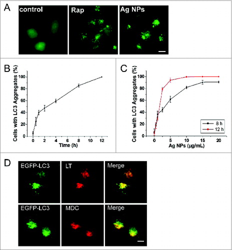 Figure 2. Ag NPs induce autophagosome accumulation. (A) Fluorescence microscopy images of HeLa EGFP-LC3 cells treated with PBS (control), 200 nM rapamycin (Rap) and 10 μg/mL Ag NPs for 4 h. Scale bar: 10 μm. (B) Time course of EGFP-LC3 dot formation in HeLa EGFP-LC3 cells treated with 10 μg/mL Ag NPs. Mean ± SEM, n = 3. (C) Dose-dependent EGFP-LC3 dot formation in HeLa EGFP-LC3 cells treated with Ag NPs for 8 h and 12 h. Mean ± SEM, n = 3. (D) Fluorescent colocalization between EGFP-LC3 dots and other autophagy-related markers: monodansylcadaverine (MDC) and LysoTracker Red (LT) in HeLa EGFP-LC3 cells treated with 10 μg/mL Ag NPs for 4 h. The right panel is a high magnification image of the indicated portion. Scale bar: 20 μm.