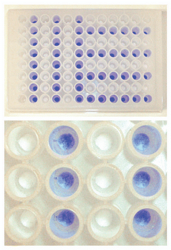 Figure 5 Evaluation of occurrence of cross-contamination between wells during resin transfer using centrifugation. MabSelect SuRe resin in every second column in the first half of a PreDictor plate and in every second row in the second half of the PreDictor plate was colored using bromophenol blue (top). After liquid evacuation the drained resin was transferred to a collection plate using centrifugation (bottom).