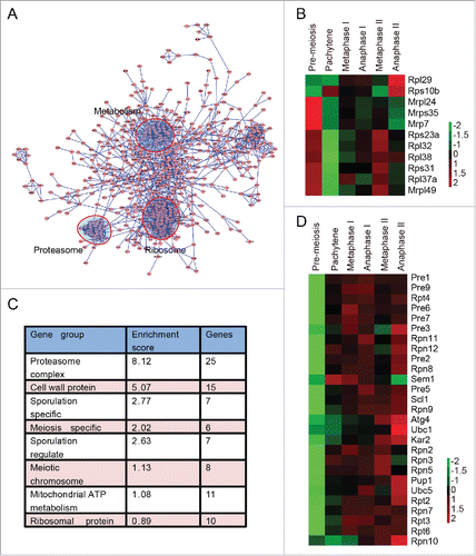 Figure 8. Proteasome and metabolism-related proteins are highly enriched during meiosis. (A) Protein interaction map of differentially expressed proteins during yeast meiosis. The interaction network was calculated by STRING and visualized by Cytoscape 2.8.3. (B) The expression pattern of ribosomal proteins identified by MS data. (C) Gene functional clusters of differentially expressed proteins. Clusters were generated by DAVID 6.7 online. (D) Expression patterns of proteasome members. Almost all the components of the proteasome complex were upregulated after the pachytene stage.