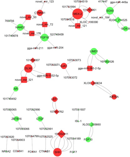 Figure 3. Network construction of lncRNA-mRNA-miRNA interaction possibly related to skin and feather development identified between groups. Red nodes represent down-regulated genes (F1 or L2 group compared to the N1), and green nodes represent up-regulated genes (F1 or L2 group compared to the N1). Large nodes indicate bigger degrees. The diamond-shaped nodes represent lncRNAs, the round rectangle-shaped nodes represent microRNAs. The Ellipse-shaped nodes represent genes. The number of edges between two nodes represents the number of their enrichment GO terms involved in skin and feather development.