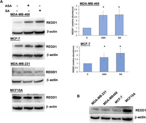 Figure 1 REDD1 expression in various cell lines. (A) Effect of aspirin and salicylic acid treatment on REDD1 expression in MDA-MB-468, MCF-7, MDA-MB-231, and MCF10A cell lines. Cells were exposed to 2 mM of aspirin (ASA), salicylic acid (SA), or vehicle control (C) for 24 hours. Equal amounts of proteins (50 µg) from vehicle or drug-treated cells were loaded on each lane of SDS-PAGE gel for electrophoresis, followed by transfer onto PVDF membranes, which were then probed with anti-REDD1 antibody. β-actin was used as loading control. Densitometric quantification of REDD1 levels were normalized to β-actin for fold change calculations. Data are expressed as means±SD of at least three independent experiments. *P<0.05 (vs vehicle control) by Student’s t-test. (B) Baseline levels of REDD1 in non-treated cells.