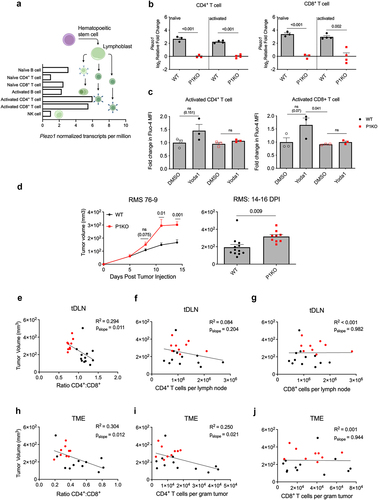 Figure 1. Phenotype of tumor-bearing P1KO mice. (a) RNA sequencing data from the human protein atlas demonstrating normalized PIEZO1 expression among lymphocyte subsets. (b) Transcripts of Piezo1 in CD4+ (left) and CD8+ (right) T cells after 3-day stimulation with anti-CD3/CD28 antibodies were assessed using RT-qPCR. (c) Polyclonal CD4+ (left) and CD8+ (right) T cells were subject to anti-CD3/CD28 stimulation for 48 hours before being loaded with Fluo4-AM. Cells were briefly exposed to 25 μM Yoda1 and Fluo4 fluorescence was assessed by flow cytometry. (d) Tumor growth curve of RMS 76–9 bearing mice (left) with tumor volume on days 14–16 post tumor injection (DPI) (right). Day 14–16 tumor volumes as a function of the CD4+:CD8+ T cell ratio (e,h), CD4+ T cell count (f,i) or CD8+ T cell count (g,j) in tumor draining lymph node (tDLN) and tumor microenvironment (TME), respectively. R2 and p-value of slope calculated using simple linear regression analysis. Data shown pooled from at least 2–3 independent experiments. Plots of group means, standard error, and associated p-values between groups. ns = not statistically significant at an alpha of 0.05.