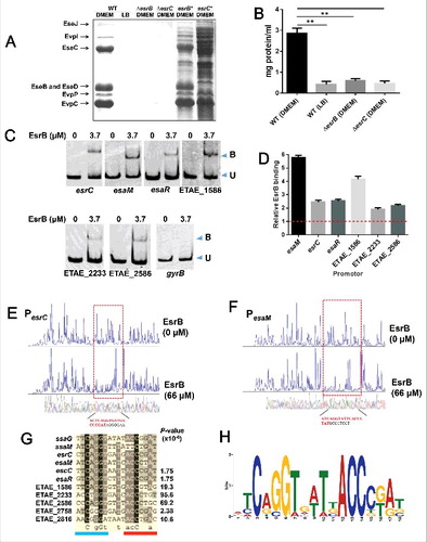 Figure 4. EsrB binds directly to a specific DNA motif to control the expression of T3SS and other genes. (A) ECP profiles of EIB202 WT and ΔesrB were detected by SDS-PAGE. Strains were cultured in LB and DMEM, respectively, at 30°C for 24 h without shaking. (B) Total protein secreted when the strains were grown in LB or DMEM conditions. The secreted proteins were quantitatively assayed against controls consisting of DMEM. **, P < 0.01 based on one-way ANOVA. (C) EMSA of the indicated promoter regions using purified EsrB. The amounts of EsrB protein used are indicated; 20 ng of each Cy5-labeled probe was added to the EMSA mixtures. The specificity of the shifts was verified by adding a 10-fold excess of nonspecific competitor DNA poly(dI·dC) to the EMSA mixtures. Bound (B) and unbound (U) DNA bands are indicated. (D) ChIP-qPCR analysis was used to determine the binding of EsrB to target promoter regions in E. piscicida. The results shown are normalized to the expression of the control gene gyrB and the results from the sample without EsrB, which was arbitrarily set as 1. The results were calculated using the ΔΔCT method. (E-F) Footprinting analysis of EsrB binding to a binding site in the esrC and esaM promoter. Electropherograms of a DNase I digest of the promoter probes (200 ng) after incubation with 0 or 66 µM EsrB are shown. The respective nucleotide sequences that were protected by EsrB are indicated below, and the specific binding motifs are highlighted. (G) Alignment of the EsrB-binding motifs from the promoter regions of EsrB-controlled genes as revealed by RNA-seq analysis. The established binding motifs from ssaG and ssaM in Salmonella enterica are also shown. P-values are shown for the genes identified with FIMO. (H) The EsrB binding motif derived from the binding sequences (G) generated by the MEME tool. The height of each letter represents the relative frequency of each base at the given position in the consensus sequence.