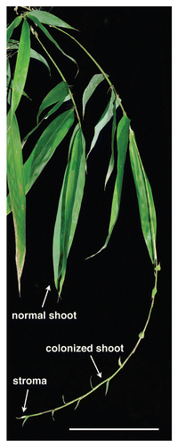 Figure 1 Bamboo shoot (Phyllostachys bambusoides) colonized by Aciculosporium take. The colonized shoot continues to grow and finally generates stroma at the shoot apex: it has small leaves from the respective node, although normal shoots have three to five leaves. Bar, 10 cm.