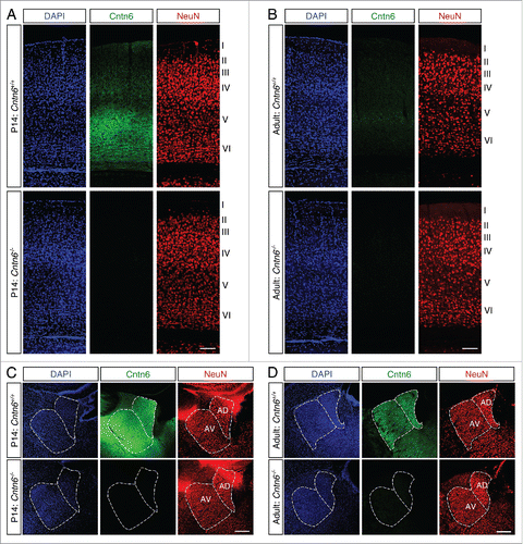 Figure 2. Cntn6 protein sexpression in the adult mouse brain. (A-B) Immunohistochemistry for Cntn6 (green) and NeuN (red) in the visual cortex of P14 and adult wild-type and Cntn6−/− mice. Specific Cntn6 immunoreactivity was only observed in layer V of the P14 wild-type cortex and was strongly decreased in the adult. DAPI is in blue. The scale bar represents 250 μm. (C-D) Cntn6 (green) and NeuN (red) staining in the thalamic region of P14 and adult wild-type and Cntn6−/− mice. The staining revealed the presence of Cntn6 protein in the AD and AV nuclei of the thalamus in both P14 and adult wild-type mice but not in Cntn6−/− mice. DAPI is in blue. The scale bar represents 250 μm.