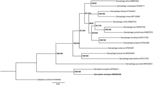 Figure 1. Phylogenetic tree of S. rasnitzyni with 14 sarcophagids species based on 13 PCGs by maximum likelihood (ML) method. Calliphora vomitoria was selected as an outgroup.