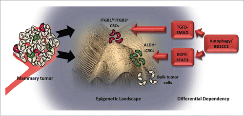 Figure 1. Illustration of heterogeneity within mammary tumors with ITGB1hi ITGB3+ CSCs (red), ALDH+ CSCs (green) and bulk tumor cells (white). The model shows that ITGB1hi ITGB3+ CSCs are more mammary stem cell-like and at the top of the hierarchy within the epigenetic landscape (adapted from Conrad Waddington). ALDH+ CSCs, which are luminal progenitor-like, occupy an intermediate epigenetic state followed by bulk tumor cells at the bottom. ITGB1hi ITGB3+ CSCs are more dependent on TGFB-SMAD signaling, whereas ALDH+ CSCs are reliant on EGFR-STAT3. Both these pathways are regulated by autophagy and RB1CC1, highlighting an important role for this process in CSCs.