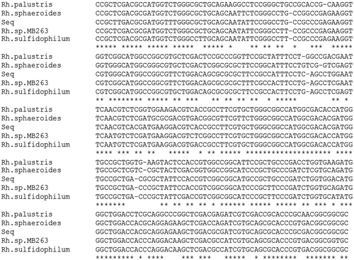 Figure 2. Nucleotide sequence of the amplicon of mdh gene from Rhodovulum steppense (Seq) and of the corresponding fragment of mdh gene from Rhodopseudomonas palustris, Rhodobacter sphaeroides, Rhodovulum sp. MB263 and Rhodovulum sulfidophilum.