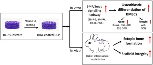 Figure 9 Scheme illustration demonstrated that nHA-coated BCP scaffolds could stimulate osteogenic differentiation via BMP/Smad signaling pathway in vitro, and induce ectopic bone formation in vivo.