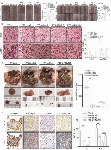 Figure 2. FTO promotes EC cell metastasis and invasion. (A) FTO overexpression and knockdown regulate cell migratory abilities in KLE cells according to wound-healing assays. (B) Wound-healing assays demonstrate that FTO regulates cell metastasis of AN3CA cells. (C) Effects of FTO overexpression and knockdown on cell invasive capacities by Transwell assays. (D) Weight of xenografts derived from AN3CA cells (n = 5 mice/group). (E) IHC staining of FTO and Ki-67 in tumour samples. FTO (+) NC: Negative control lentiviral vector. FTO shRNA: knockdown of FTO by shRNA lentiviruses. FTO shRNA NC: Negative control shRNA lentiviruses. Error bars indicate means ± SDs, **P < 0.01