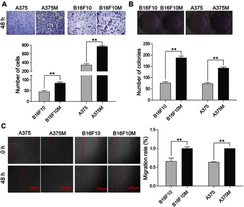 Figure 1 Cell migration, invasion and proliferation comparison between primary melanoma cells (B16F10 and A375) and metastatic melanoma cells (B16F10M and A375M). (A) Cell invasion was evaluated by transwell assay. (B) Cell proliferation was validated by colony formation assay. (C) Cell mobility was analyzed by wound-healing assay. Metastatic melanoma cells showed obviously higher invasion, migration and proliferation capabilities compared to primary melanoma cells. Representative pictures and quantification of each assay were shown. Data were presented as mean ± SD. **P<0.01.