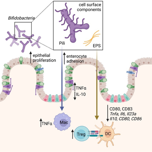 Figure 1. Bifidobacterial cell surface components, present in both attached and secreted forms, within gut lumen. These components act on both gut epithelium (increasing proliferation, enterocyte adhesion, and modulating cytokine production) and host immune cells (DC, macrophages, and Tregs). DC = dendritic cell; EPS = exopolysaccharide; Mac = macrophage; Treg = Foxp3+ regulatory T cells.