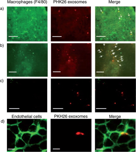 Fig. 3.  Cellular uptake of B16BL6 exosomes labelled with PKH26. (a–c) Cryostat sections of the liver (a), spleen (b) and lung (c) collected from mice receiving PKH26-labelled B16BL6 exosomes (red) were stained with F4/80-specific antibodies (green). Scale bar = 100 µm. (d) Cryostat section of the lung stained with endothelial cell-specific lectin (green) collected from mice receiving intravenous injection of PKH26-labelled B16BL6 exosomes (red). Scale bar = 20 µm.