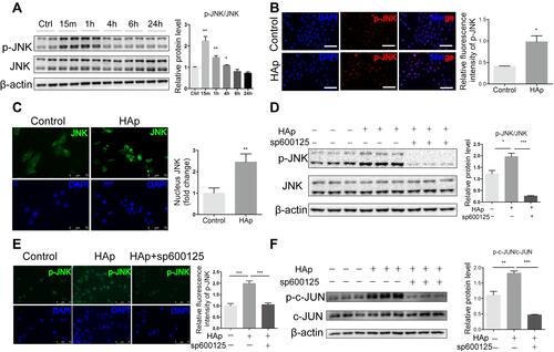 Figure 5 Nano-HAp activated JNK/c-JUN signaling pathway. (A) Western blot analysis of phosphorylated JNK (p-JNK) and total JNK in VSMCs that were treated with nHAp for the specified time. The ratio of p-JNK/JNK was quantified. N=4. (B) Immunofluorescence images show the distribution patterns of p-JNK in VSMCs that were stained with anti-p-JNK antibody (red) and DAPI for nuclei (blue). Scale bar: 100 μm. Relative amount of p-JNK in SMCs was quantified by measuring fluorescence intensity. N=3. (C) Immunofluorescence staining for subcellular localization of JNK (green) in VSMCs cultured with or without nHAp. Scale bars: 75 μm. The right panel shows quantification of nuclear-localized JNK. N=8. (D) Western blot analysis of p-JNK and total JNK in VSMCs that were pretreated with inhibitor for JNK (SP600125,10 μM) followed by treatment with nHAp for 15 min. N=3. (E) Immunofluorescence staining of p-JNK (green) in VSMC that were pretreated with inhibitor for JNK (SP600125,10 μM) followed by treatment with nHAp for 15 min. The right panel shows statistical analysis of p-JNK immunofluorescent staining. N=8. (F) Western blot analysis of phosphorylated c-JUN (p-c-JUN) and total c-JUN in VSMCs that were pretreated with inhibitor for JNK (SP600125,10 μM) followed by treatment with nHAp for 15 min. Data are expressed as the mean ± SD. N=3. (* p<0.05, ** p<0.01,*** p<0.001).