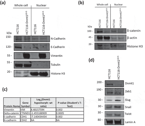 Figure 3. (a). Analysis of nuclear enriched and whole cell protein lysates for protein abundance of EMT markers. Fifteen micrograms of nuclear-enriched or whole cell protein lysates from HCT116 and HCT116-Dnmt1∆3−5 cells were loaded onto a single phase 8% SDS gene and analysed by western blot analysis for protein expression of Vimentin, N-Cadherin, and E-Cadherin. Tubulin protein abundance was used as a loading control for the whole cell protein lysate and Histone H3 protein abundance was used as a loading control for the nuclear-enriched lysate. N = 3. (b). Analysis of nuclear enriched and whole cell protein lysates for protein abundance of Delta-Catenin. Fifteen micrograms of nuclear-enriched or whole cell protein lysates from HCT116 and HCT116-Dnmt1∆3−5 cells were loaded onto a single phase 8% SDS gene and analysed by western blot analysis for protein expression of Delta-Catenin. ß-Actin protein abundance was used as a loading control for the whole cell protein lysate and Histone H3 protein abundance was used as a loading control for the nuclear-enriched lysate. N = 3. (c). Corresponding mass spectrometry protein quantification of Dnmt1 and key EMT protein markers. (d). Western blot analysis of transcription-factors associated with EMT. Fifteen micrograms of nuclear-enriched protein lysates from HCT116 and HCT116-Dnmt1∆3−5 cells were loaded onto a single phase 8% SDS gene and analysed by western blot analysis for protein abundance of Dnmt1 (D63A6 antibody, see Table 2), Zeb1, Slug, Snail, and Twist. Lamin A protein abundance was used as a loading control. N = 3.