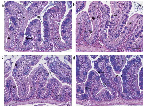 Figure 4. Representative histological images from the mid intestines of zebrafish fed with a control diet containing fishmeal as the only protein source (a), and diets containing 30% plant-based proteins: PPC (b), SPC (c), and WG (d). Plant-based diets induced mild inflammation-related symptoms such as widened lamina propria (lp) and increased infiltration of immune cells (ic) in all plant diet groups, and increased infiltration of eosinophilic granulocytes (eg) in fish fed with PPC and WG diets. ec: enterocytes and gc: goblet cells.