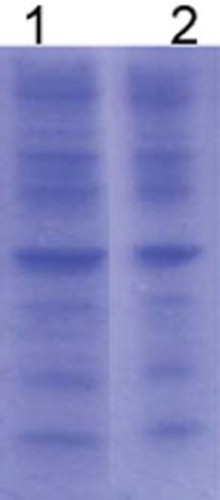 Figure 4. SDS-PAGE (12 % gel) of CEPs from V. cholerae. Lanes: (1) CEPs as native antigen; (2) release of CEPs in PBS at 37茄C.