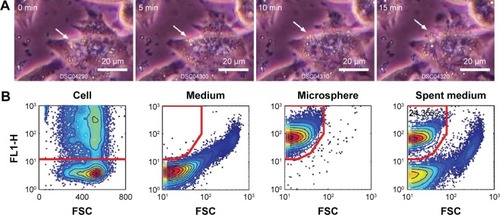 Figure 3 Cellular uptake and release of fibroin microspheres.Notes: A series of inverted phase-contrast microscope images of 3T3 cells secreting microspheres after medium replenishment (A). Arrows indicate secretion of microspheres. Scatter plots of FL1-height (FL1-H; FITC fluorescence) versus forward scatter (FSC) of cells, culture media, microspheres, and spent culture media (B). A time course of the relative fluorescence intensity of the replenished culture medium of cells treated with FITC–dextran-containing microspheres (C). The percentage of fluorescent cells and the fluorescence intensity of the spent culture medium according to the number of times the medium was replenished (D).Abbreviations: FITC, fluorescein isothiocyanate; FSC, forward scatter; min, minutes; h, hours.
